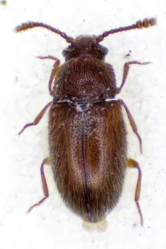 Réf. 315 583 : Henoticus pilifer